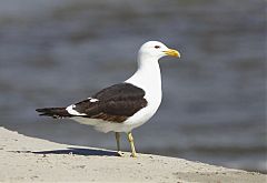 Kelp Gull